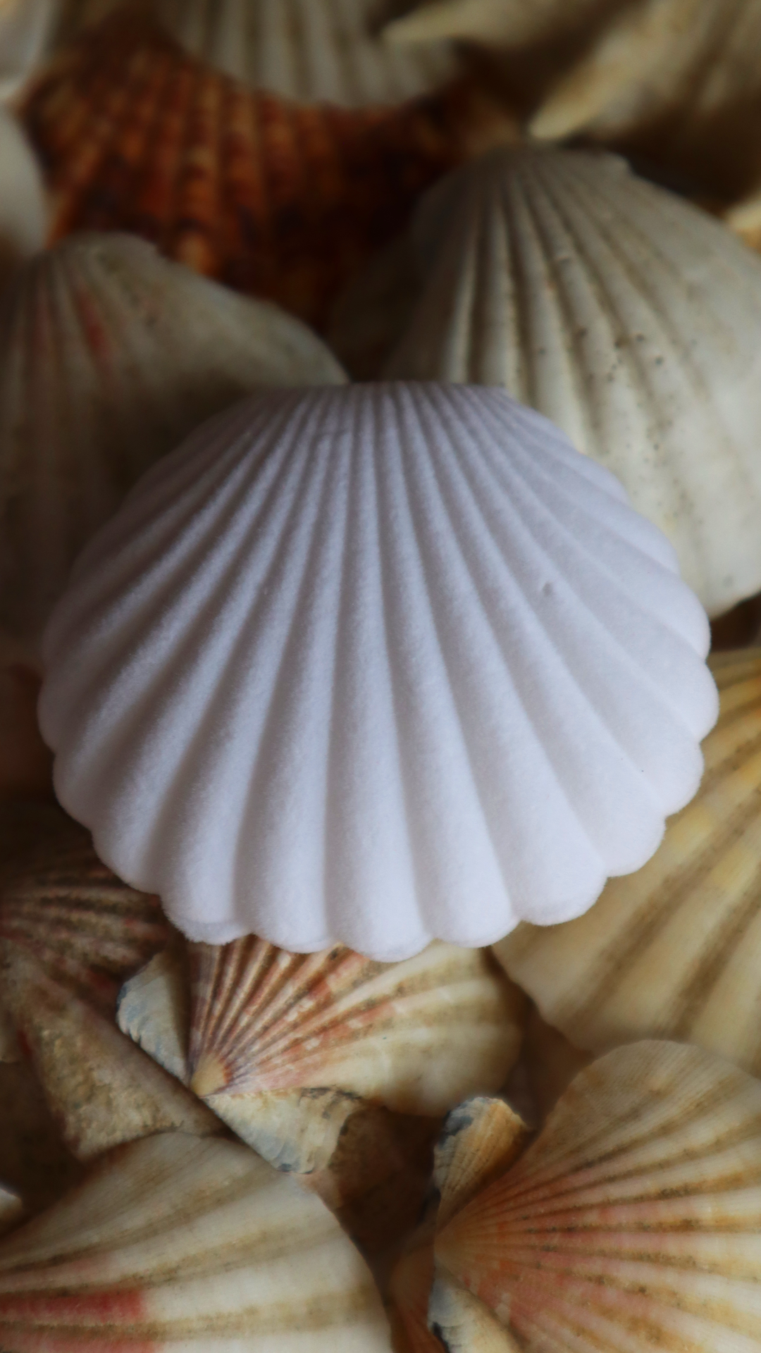 Venus Shell Necklace - Gold Version